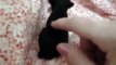 Priceless Yorkie Puppy Worlds Smallest Tiniest Teacup Yorkie Puppy