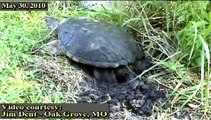 Egg-laying Common Snapping Turtle