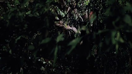 Wild Deer Commercial | Allstate Mayhem