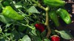 Chile Peppers 101: NMSU’s Chile Pepper Institute breaks down the science of the spicy fruit
