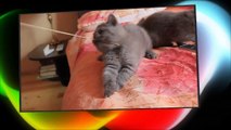 Skotu nulepausis ir britu trumpaplaukiai British Shorthair Cat