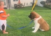Two-Year-Old Boy and St Bernard Puppy Play in Back Yard