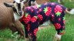 Viral Star Goats Return for More Fun in Pajamas