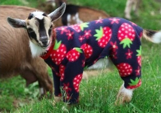 Viral Star Goats Return for More Fun in Pajamas
