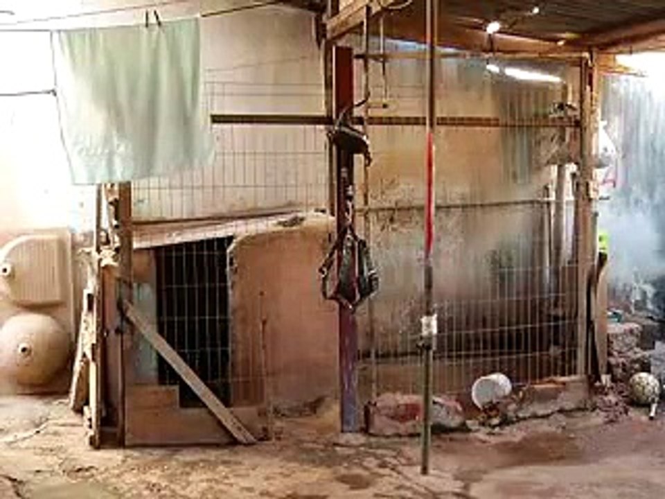 Jornal Local: Ataque Pitbull