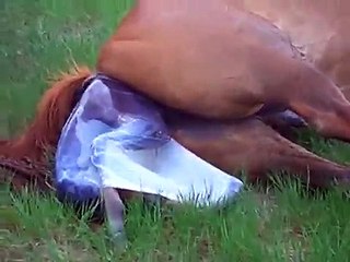 Mare Foaling