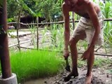 Cambodian Rice Farming