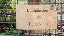 Video des Tages: Uhu Baby im Wildpark Saarbrücken
