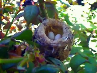Phoebe Abandons her Nest after Lizard Attack