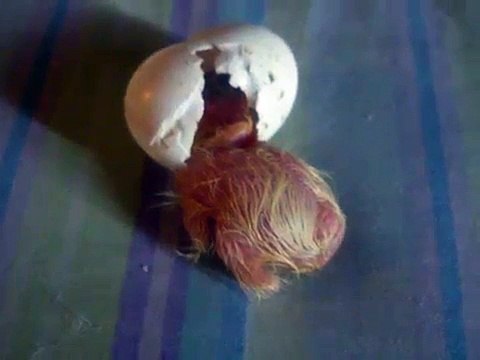 soy d matanzas cuba pero naci en miami que suerte tube