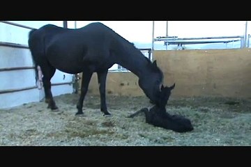 Newborn Black Arabian Filly
