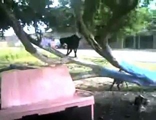 EL CHIVO EN UNA MATA Y TEMA DE MALA FE