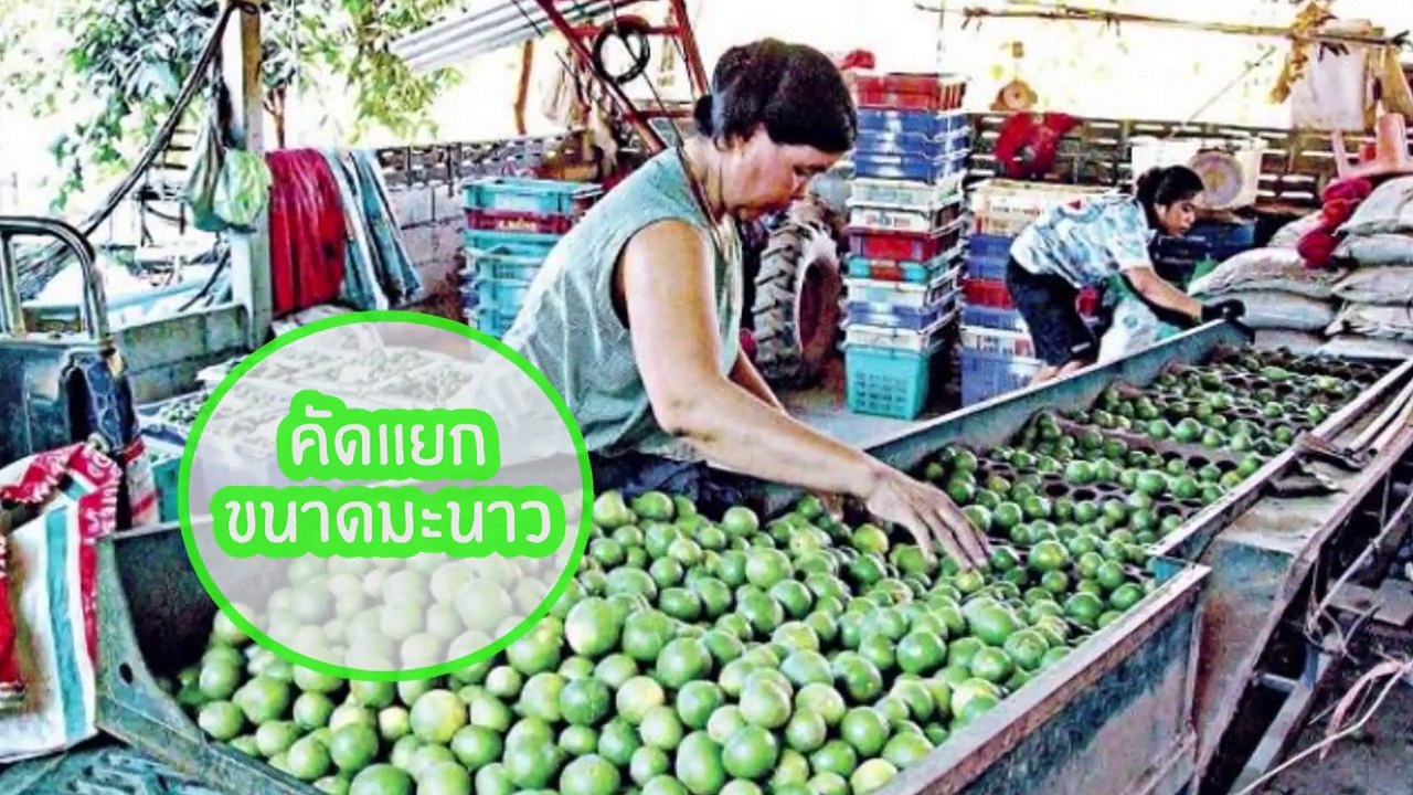 สกู๊ป วช. : เครื่องคัดแยกมะนาวแบบแรงเหวี่ยง ผลงานจากวิทยาลัยการอาชีพนางรอง จ.นครนายก