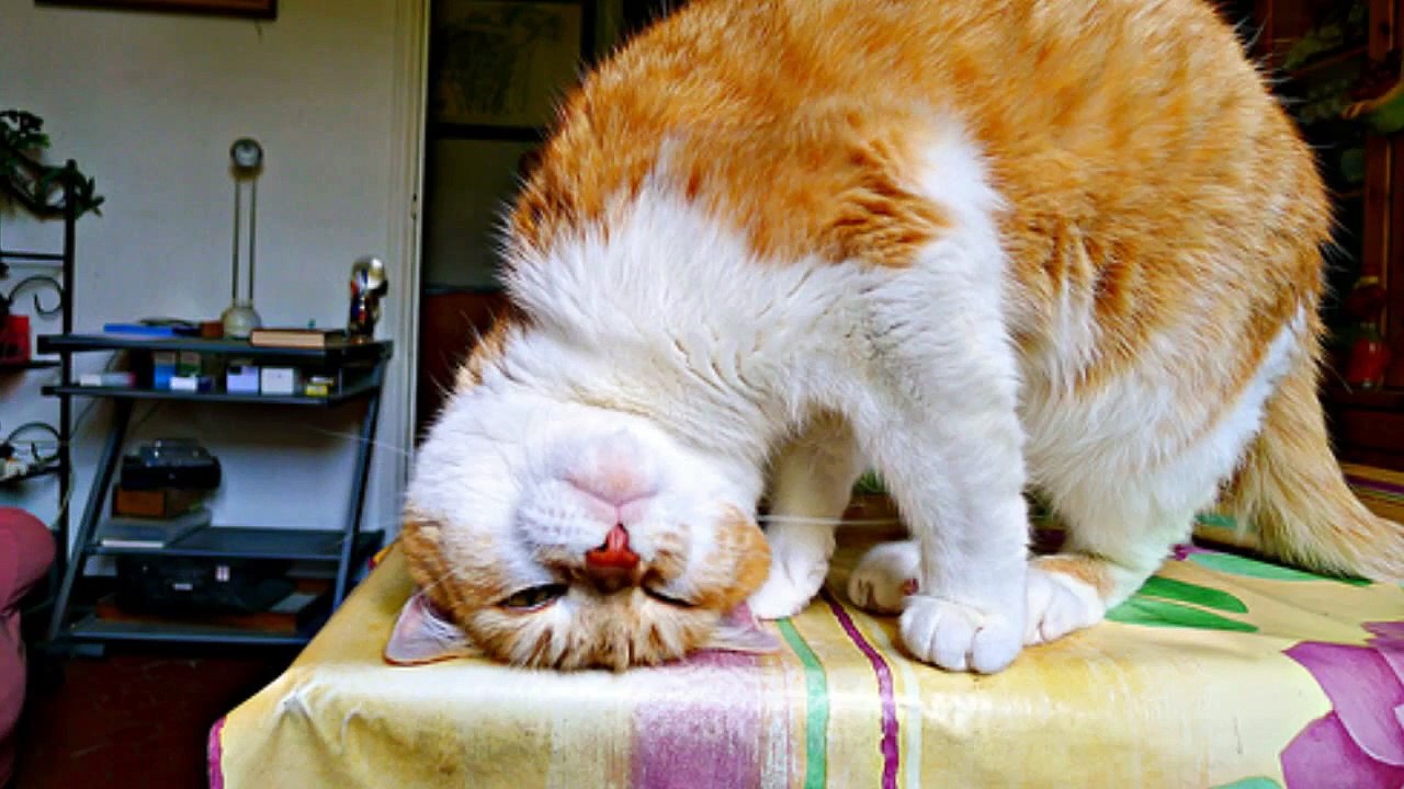 Why cats are better than dogs.