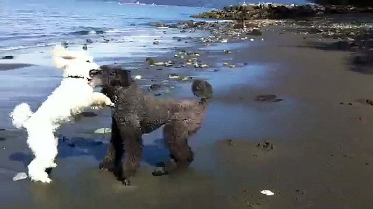 2 Standard Poodles Playing on the Beach