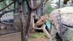 Clouded Leopard Cub Pounces and Plays at the San Diego Zoo