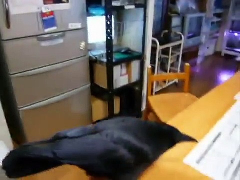 カラスにお肉2 crow which got meat 2