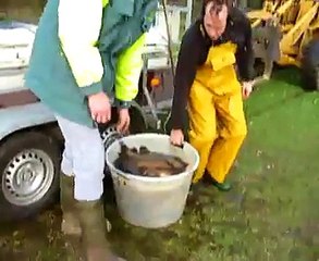 Nieuwe karpers in vijver Krieghuusbelten, Raalte.