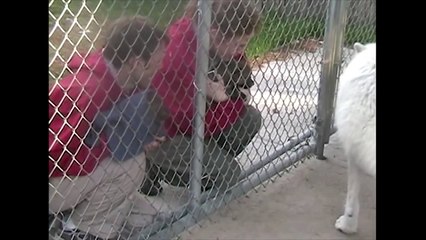 International Wolf Center- Happy Birthday Grizzer 5 May 2014