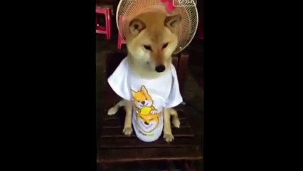 Funny Videos Funny Animal Funny Dog  Funny People  Funny Videos