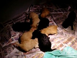 Lia and Levi's F1 Goldendoodle puppies