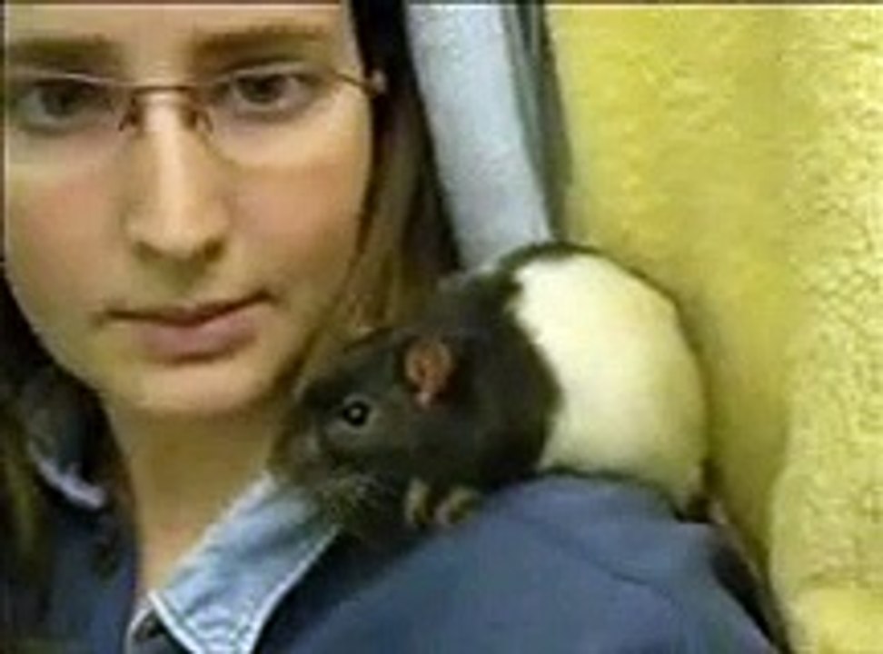 Apprivoisement de mes rats