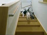 猫階段