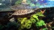 Awesome Turtle Tank Setup with Cichlids