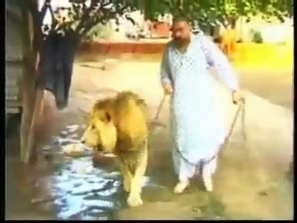 MALIK Ammar KHICHI LION PLAYER