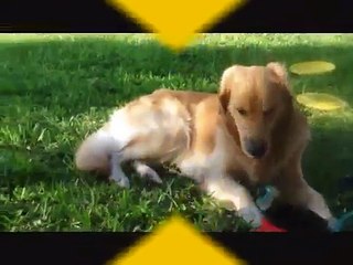 The Facts on Golden Retrievers!!!