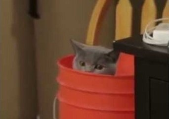 Crafty Cat Won't Finish His Veggies