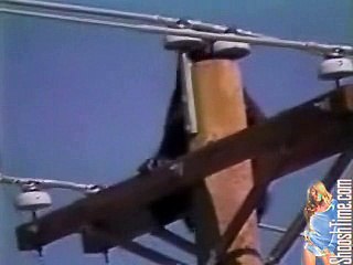 bear_shocked-funny video-funny clips-Amazing