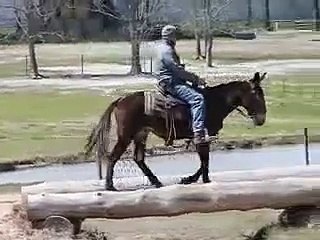 Bonnie - Sweet, Pretty Gaited Mule