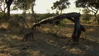 Leopardo cuida a bebé de mono tras matar a su madre