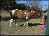 http://www.clickhorse.info Clicker Training Horse Playing Ball
