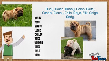 Nombres para perros shar pei macho o hembra