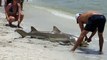 Catching a shark in Florida - fishing on Sanibel Island beach