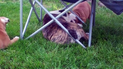 English Bulldog Puppies playing and barking like a duck!