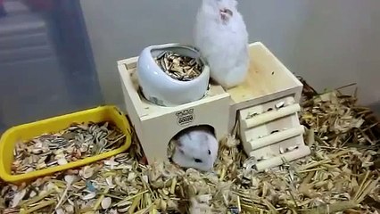 ジャンガリアンハムスター　メス同士の複数飼の様子