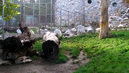 2012. 10. 31. Beli bengalski tigrovi Kan i Artemis - ZR - Beo Zoo Vrt
