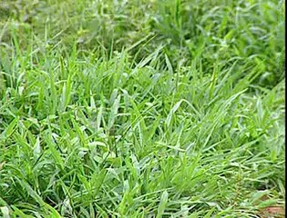 Jornal local; Suite Vila Dnocs