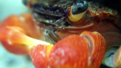 Life as a red claw crab