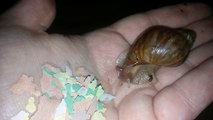 My Pets | Baby Giant African Land Snail Feeding