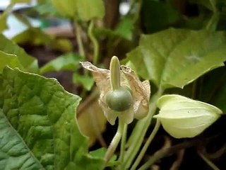 Collecting Black-Eyed Susan Vine Seeds