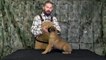 Ruidoso Malinois | Malinois Puppy Training Lesson One