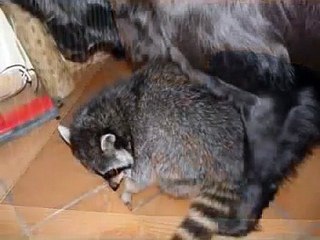 Racoon vs Newfoundland Dog