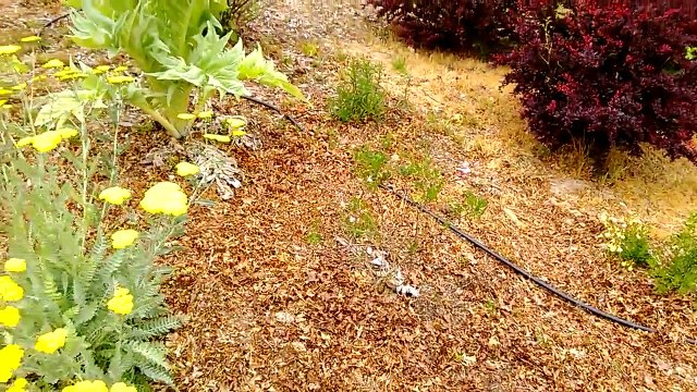 Early summer plants in our backyard, with the new drip irrigation system