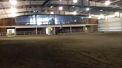 Zippos Paycheck APHA For Sale