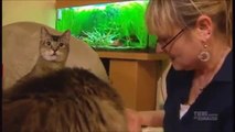 Diabetes bei Katzen - WDR: Tiere suchen ein Zuhause