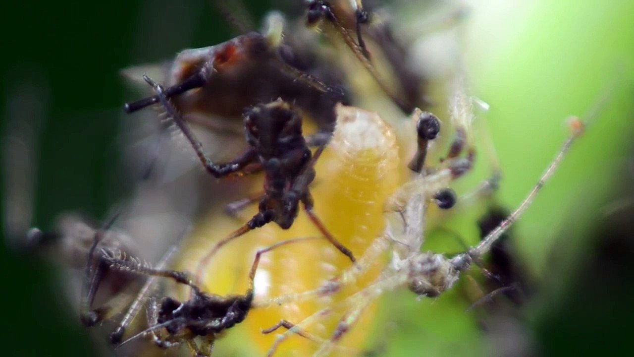 Macro Photography - Aphids, Aphidoletes and Other Bugs